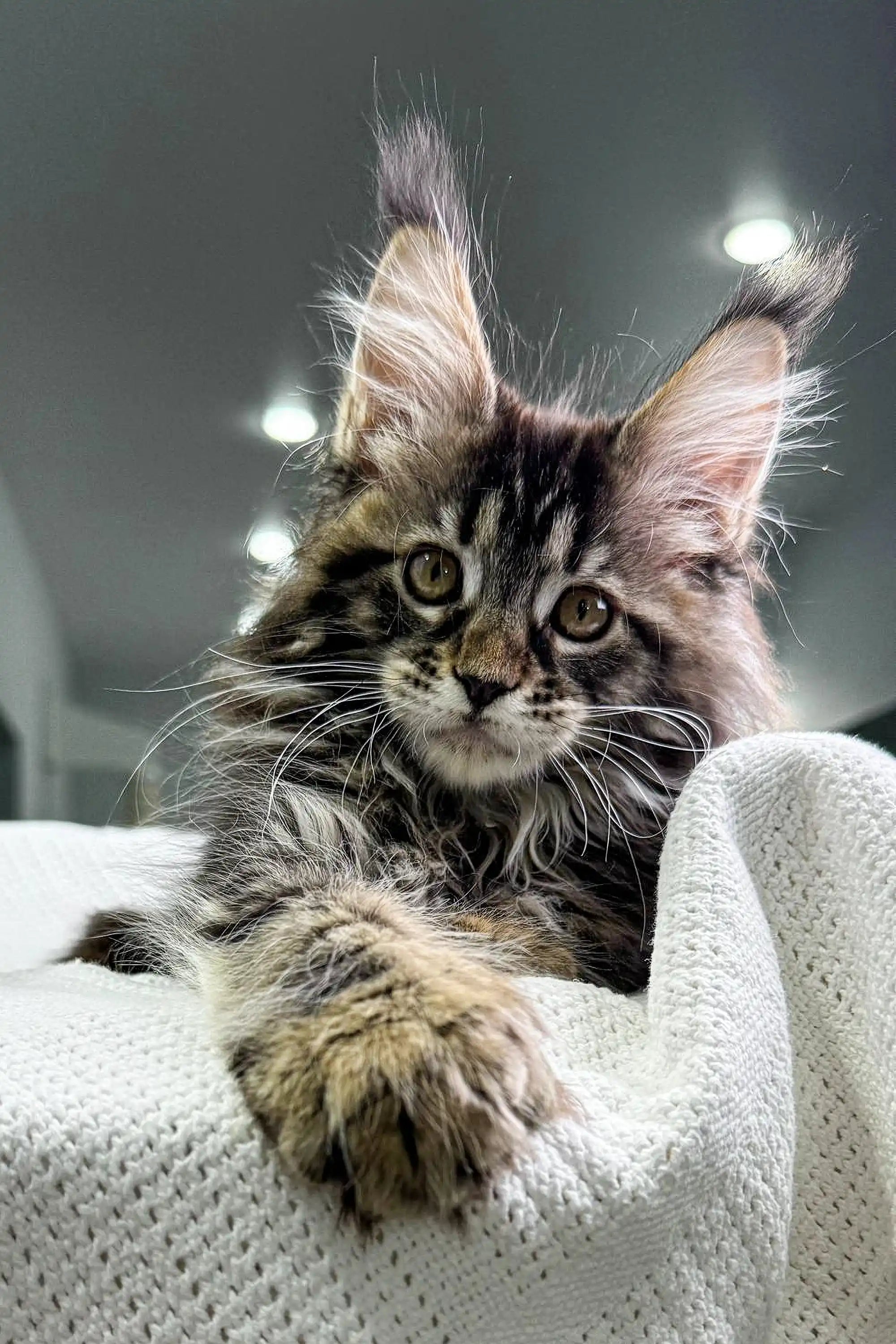 Maine Coon Kittens for Sale Ophelia | Polydactyl