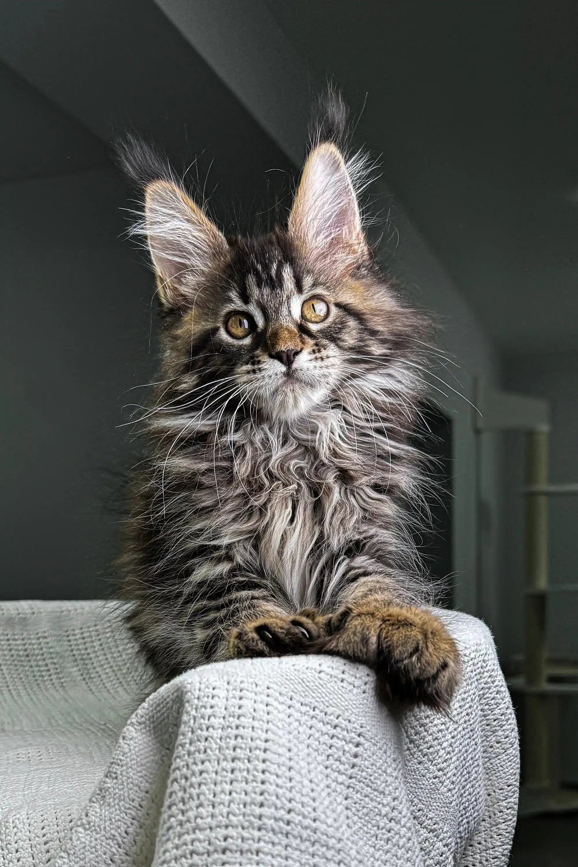 Maine Coon Kittens for Sale Ophelia | Polydactyl