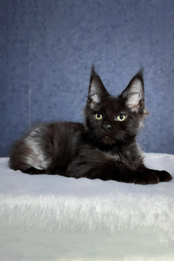 Oracle | maine coon kitten
