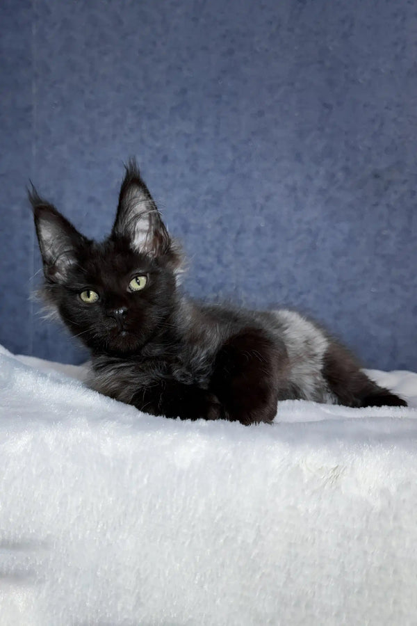Oracle | maine coon kitten