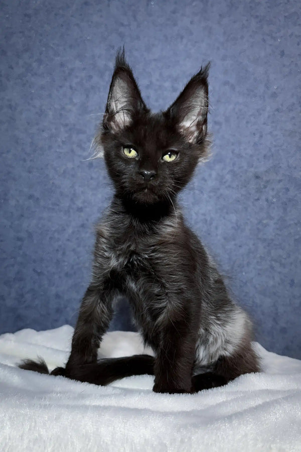 Oracle | maine coon kitten