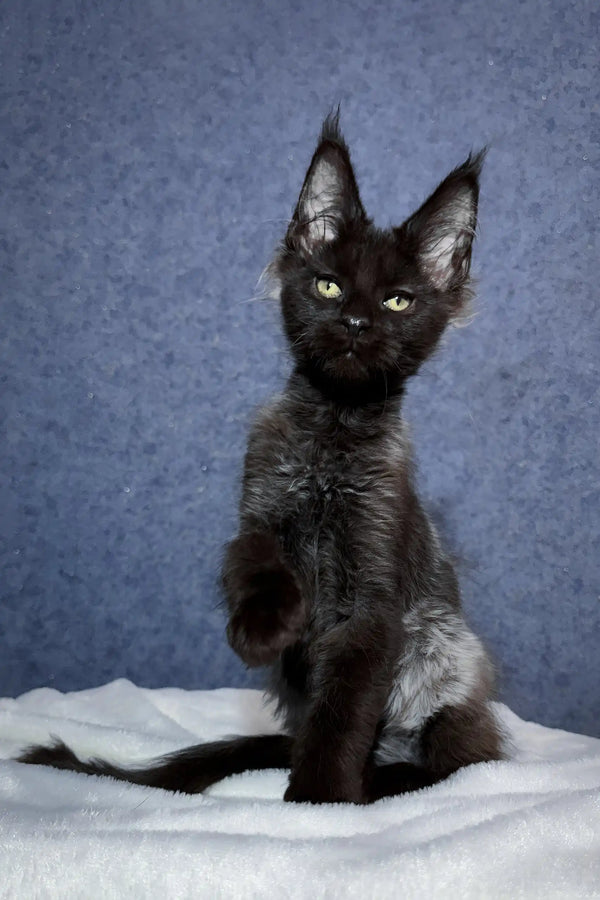 Oracle | maine coon kitten