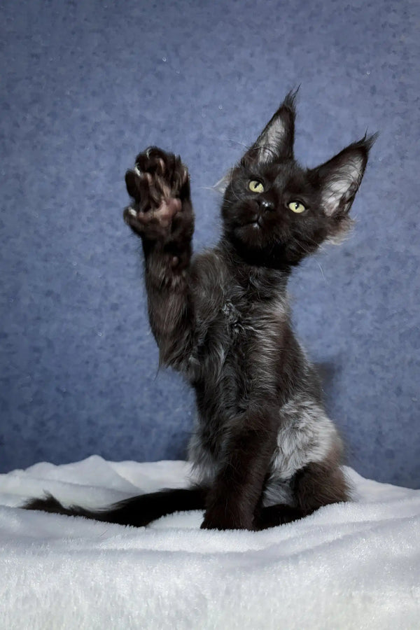 Oracle | maine coon kitten