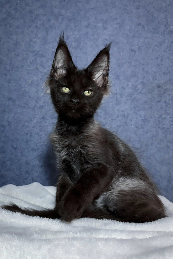 Oracle | maine coon kitten