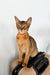 Orange Abyssinian kitten wearing a collar, sitting on an electronic device