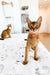 Orange Abyssinian kitten with big ears and golden eyes wearing a cute collar