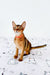 Orange Abyssinian kitten with a red collar sitting on a stylish patterned floor