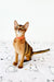 Abyssinian kitten with a red collar, showcasing the cute orange Abyssinian look