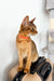 Abyssinian kitten with a red collar sitting on a device, showcasing an Orange Abyssinian