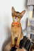 Orange Abyssinian kitten with big ears and a cute bright orange collar