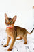 Orange Abyssinian kitten with striking golden eyes and a sleek tawny coat