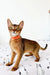 Abyssinian kitten wearing a red collar, perfect for any Orange Abyssinian lover