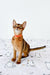 Orange Abyssinian kitten in a collar sitting on a surface with fun cat drawings