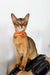 Cute Orange Abyssinian kitten in a bright orange collar, sitting upright and playful