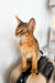 Orange Abyssinian kitten sitting on luggage, ready for your next adventure!