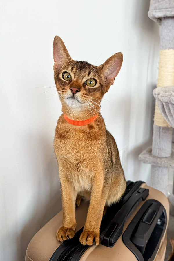 Abyssinian kitten in an orange collar sitting upright, showcasing the orange Abyssinian