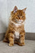 Orange | maine coon kitten