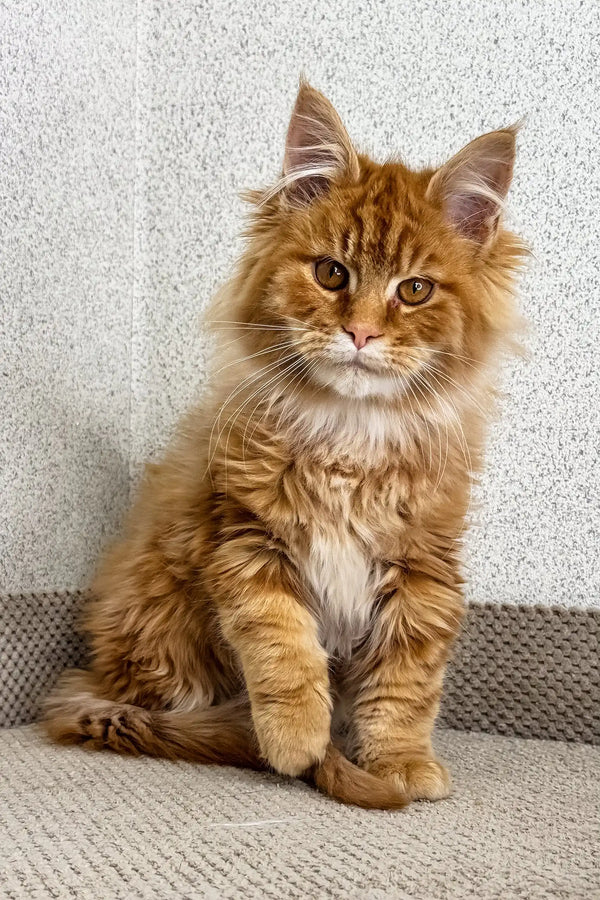 Orange | maine coon kitten
