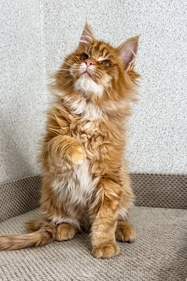 Orange | maine coon kitten