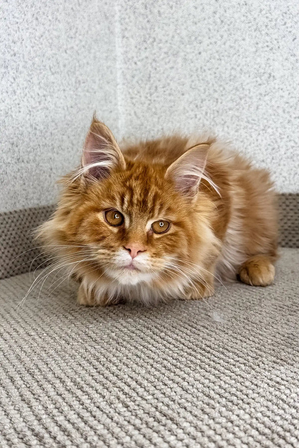 Orange | maine coon kitten