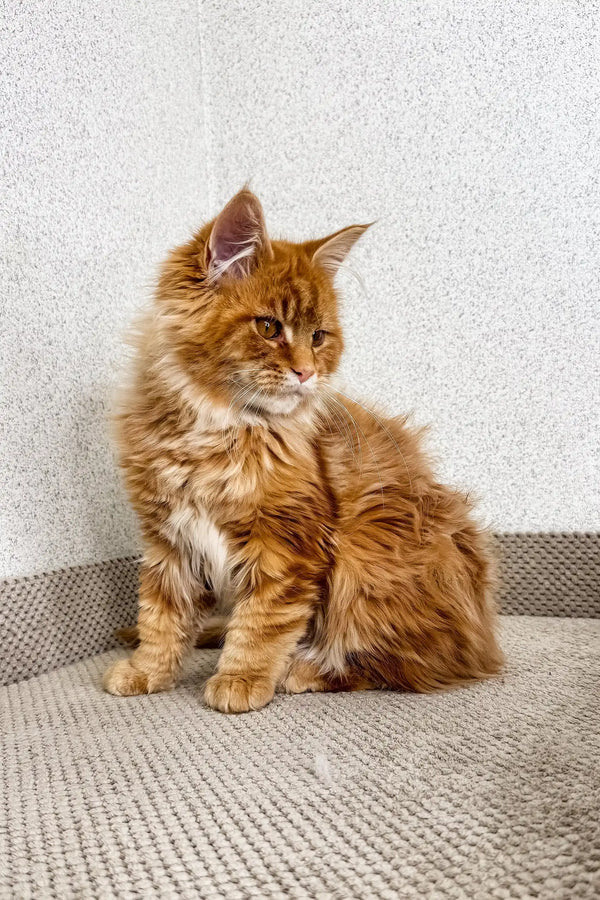 Orange | maine coon kitten