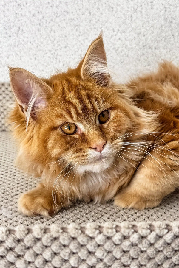 Orange | maine coon kitten