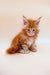 Fluffy orange Maine Coon kitten with cute ear tufts, perfect for any cat lover