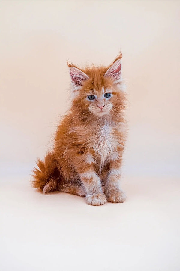 Adorable Orange Maine Coon kitten with bright blue eyes ready for a new home