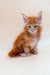 Fluffy Orange Maine Coon kitten with bright blue eyes ready to play and cuddle