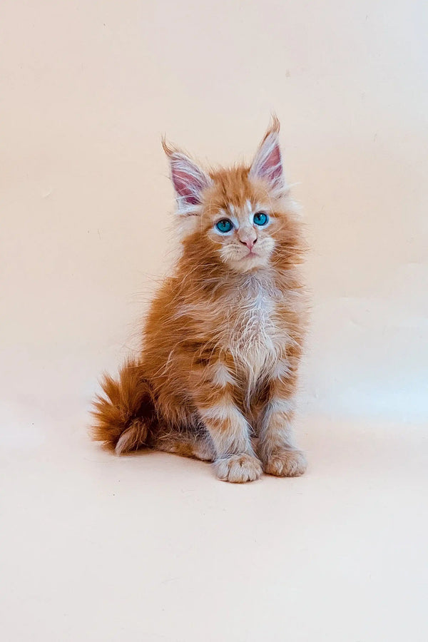 Fluffy orange Maine Coon kitten with bright blue eyes and tufted ears