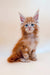 Adorable orange Maine Coon kitten with fluffy fur and bright blue eyes