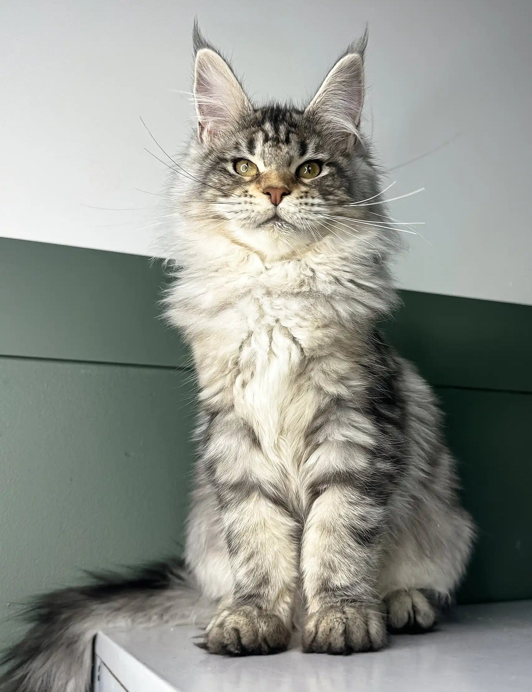 Majestic Maine Coon kitten Orchid with silver-gray fur and an alert expression