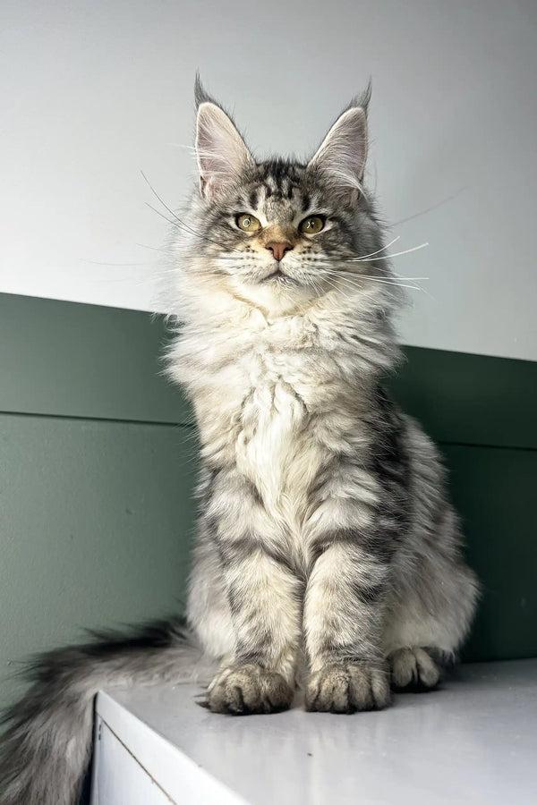 Majestic Maine Coon kitten Orchid with silver-gray fur and an alert expression