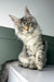 Majestic Maine Coon kitten with silver-gray fur and an alert expression