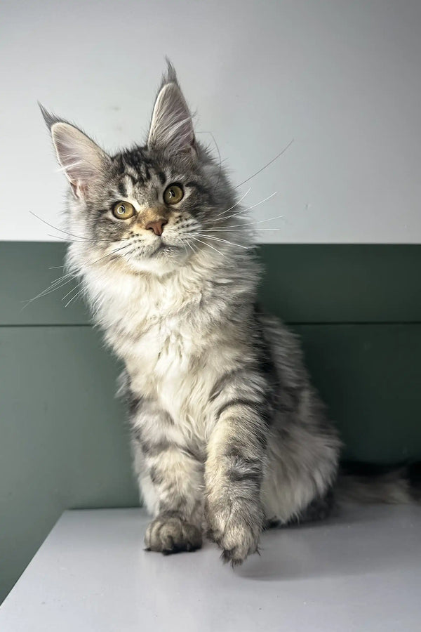 Majestic Maine Coon kitten named Orchid with silver-gray fur and alert expression