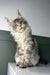 Majestic grey and white Maine Coon cat with fluffy fur in Orchid Maine Coon Kitten