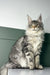 Majestic grey and white Maine Coon kitten with fluffy coat and cool ear tufts