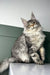 Majestic silver-gray Maine Coon kitten with fluffy fur in the Orchid product line