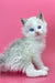 Adorable White Siberian Kitten named Orest with beautiful blue eyes and fluffy fur