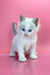 Adorable White Kitten with Bright Blue Eyes and Grey Markings from Orest Siberian Kitten