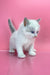 Adorable white Siberian kitten Orest with fluffy fur and striking blue eyes