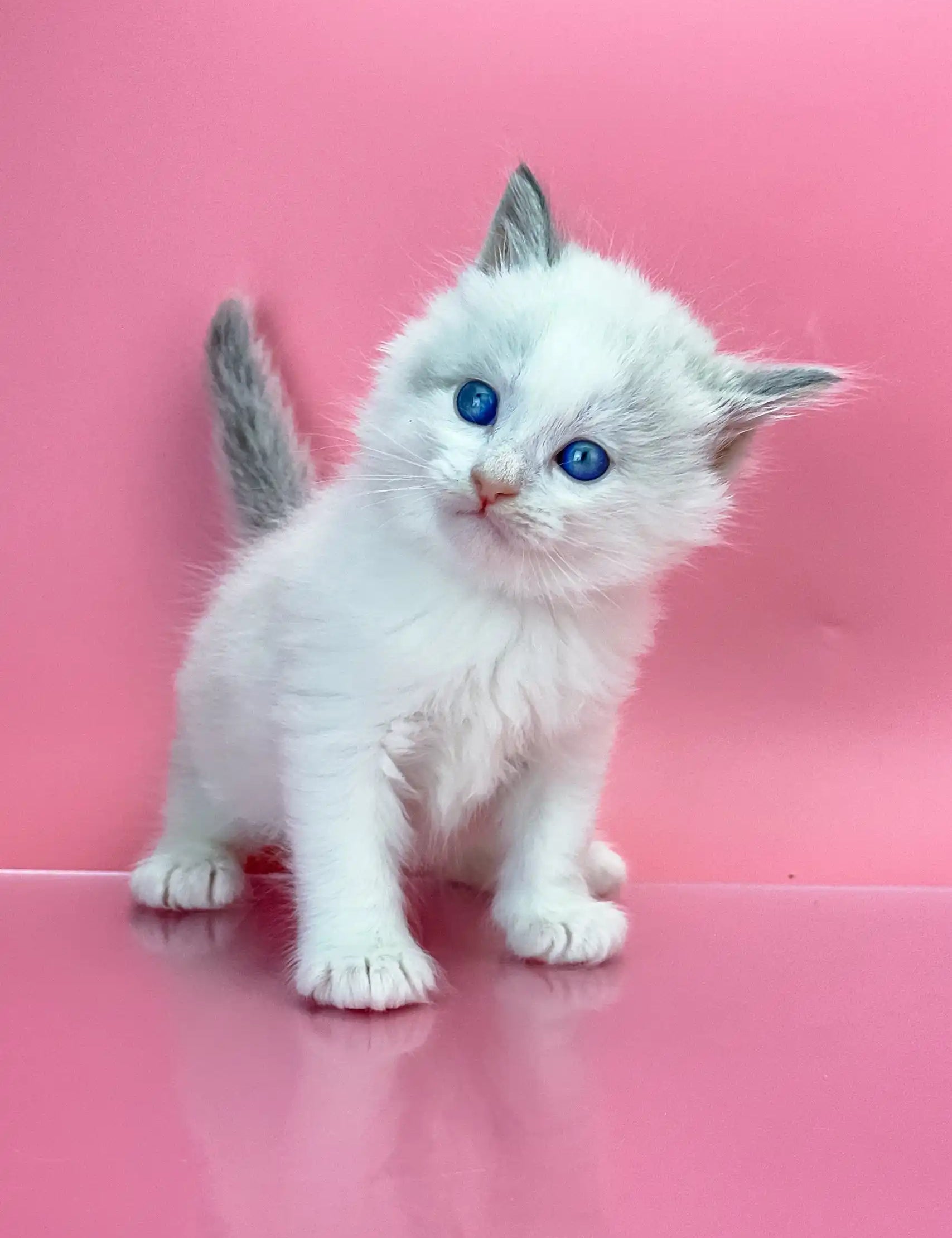 White Siberian kitten named Orest with bright blue eyes and fluffy fur