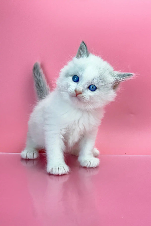 White Siberian kitten named Orest with bright blue eyes and fluffy fur