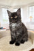 Black and grey Maine Coon kitten with golden eyes sitting upright as Oriana