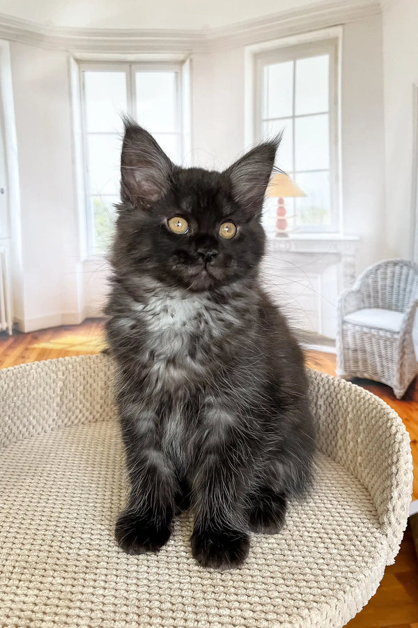 Black and grey fluffy Maine Coon kitten with bright yellow eyes sitting upright