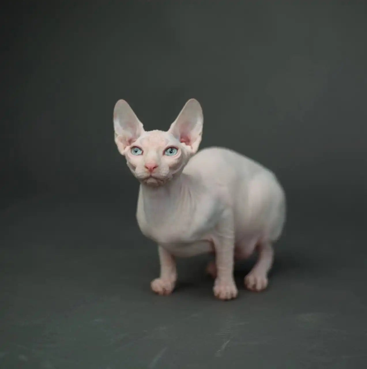 Sphynx Cats for Sale | Kittens For Oriana| Kitten