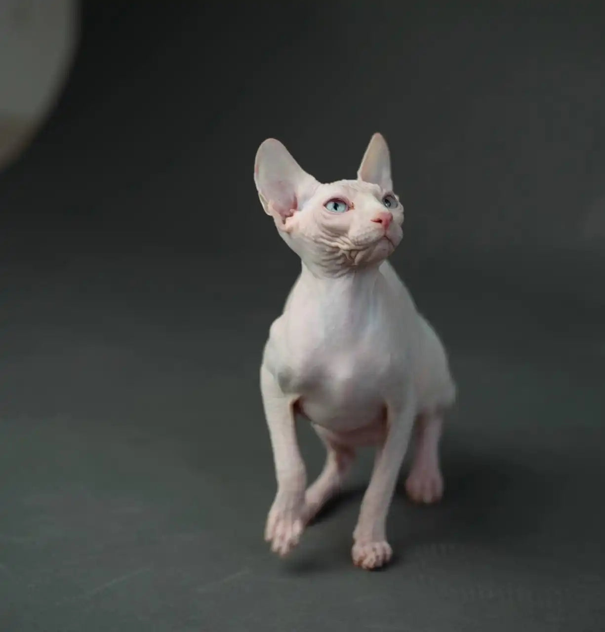 Sphynx Cats for Sale | Kittens For Oriana| Kitten