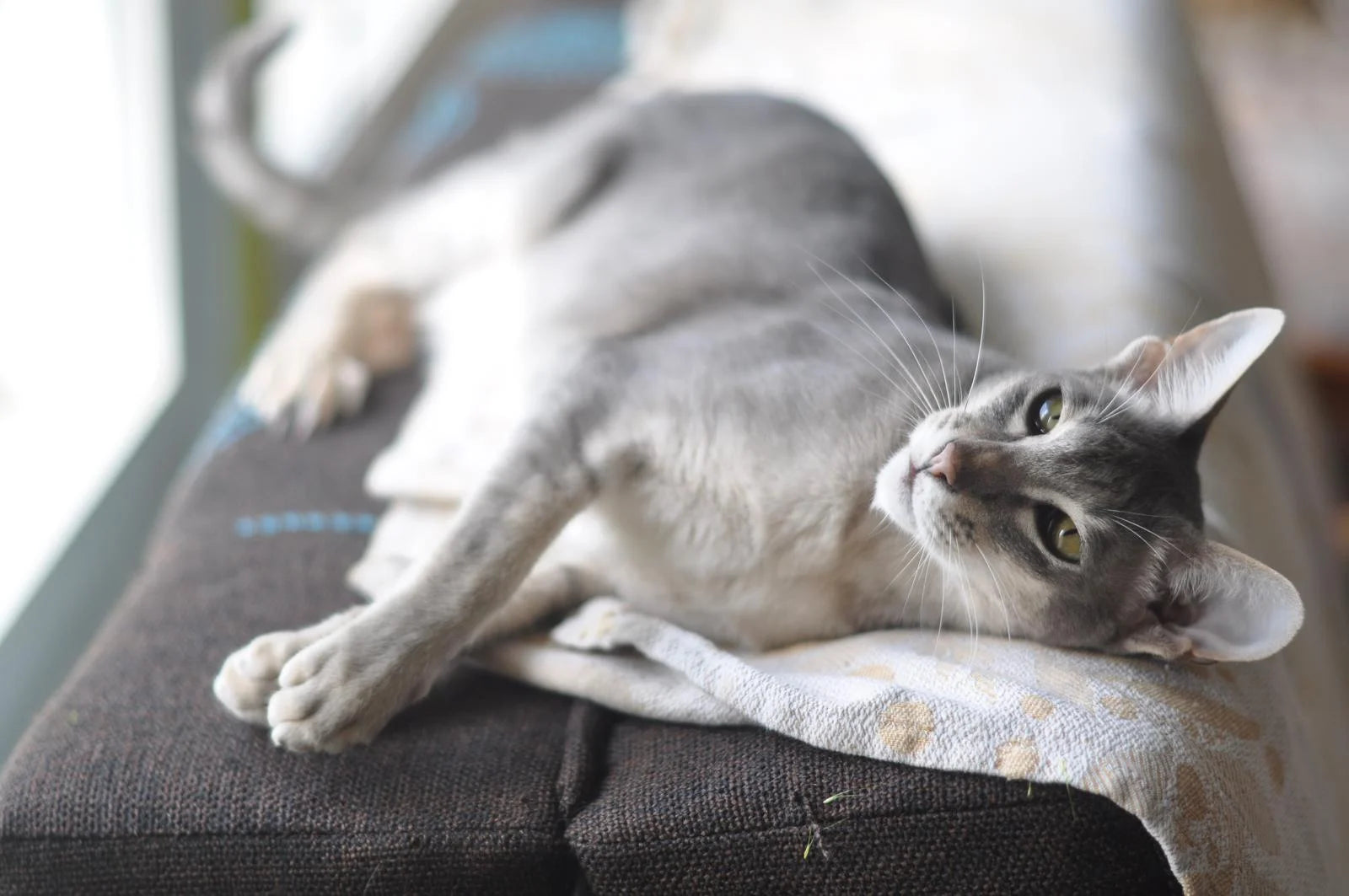 oriental cat size
