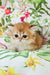 Orion | british longhair kitten