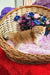Orion | british longhair kitten